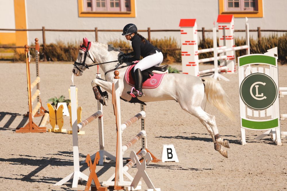 Cavalo PSL de obstáculos