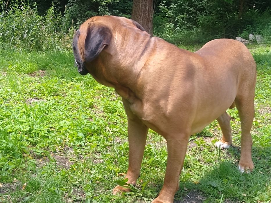 Cane Corso dorosły pies