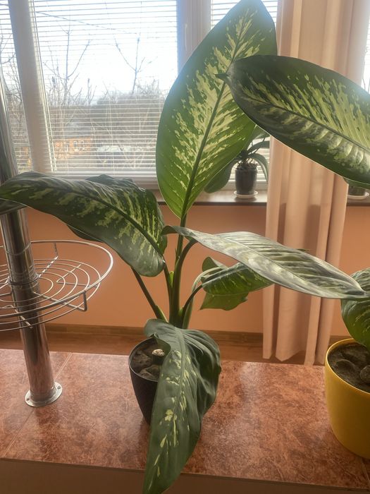 Вазони дифенбахія