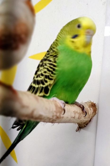 amadyna zebrowata zeberka falista