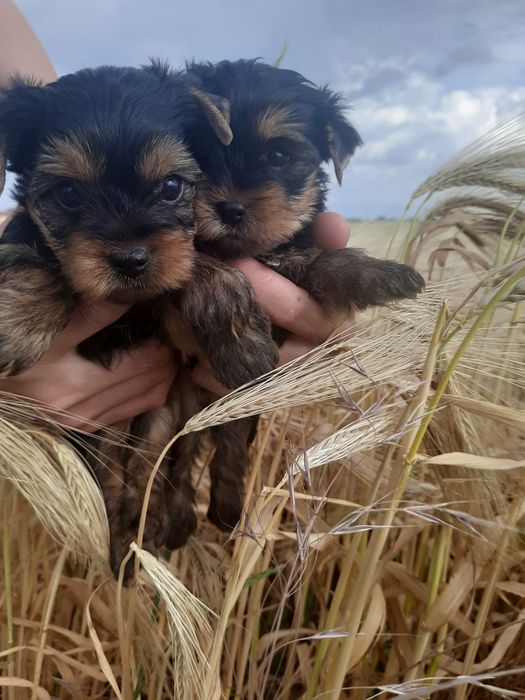 Девульки красотульки