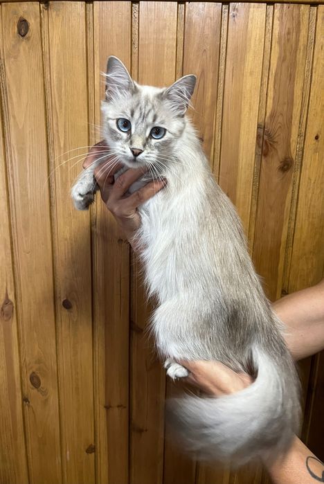 Кошенята хлопчики 1,5 місяці