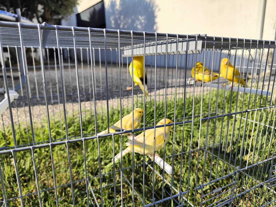 Canários Amarelos Satiné e Melânicos de 2026