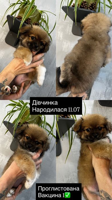 Продам собак пекинес шукають сім’ю