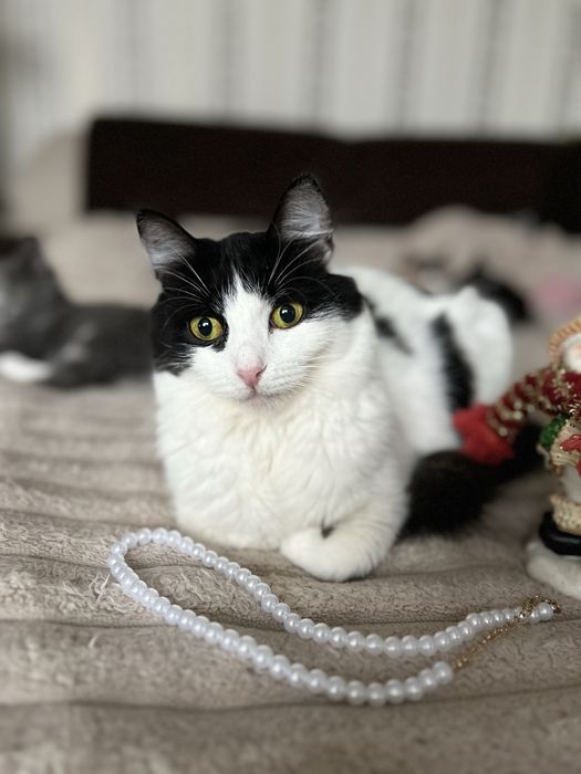 Кішка гарна ніжна стерилізована