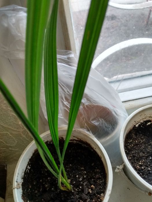 Пальма финиковая, бальзамин, каланхоэ,декабристы