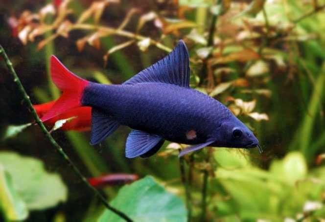 GB Labeo Bicolor, Grubowarg Dwubarwny - dowóz ryb!