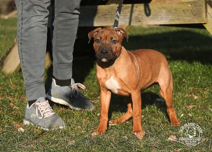 APBT piękny piesek Staffik , Pit Bull