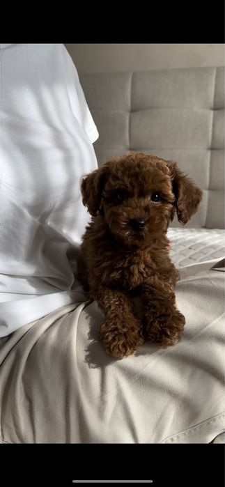 Малюки той пудель