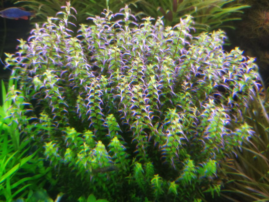 Rotala Pearl type 1 na 1-2 plan. Hodowla podwodna .
