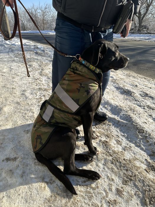 Теплый зимний собачий костюм, жилетка, комбинезон одежда для собак