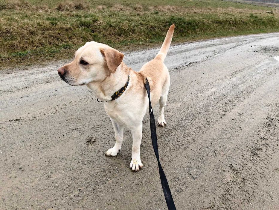 Bazyl - młody labrador