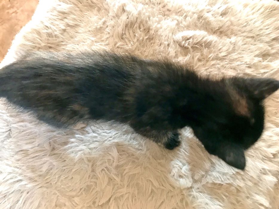 Отдаю котёнка (кошечку) 1 месяц