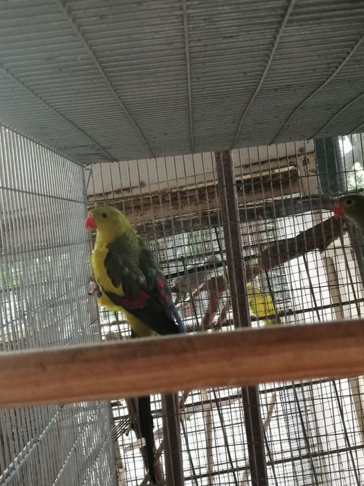 Periquito Regente