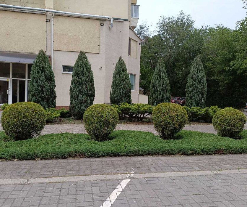 стрижка хвойних рослин. садівник