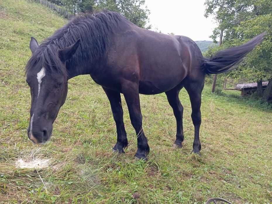 Продам коня, жеребць