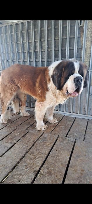 Bernardyn  Bardzo masywny