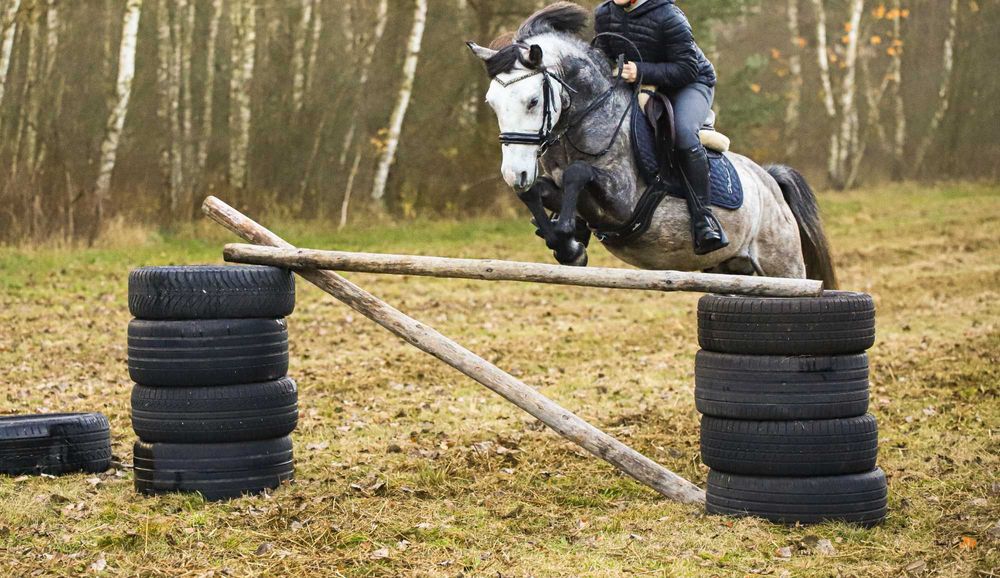 Ogier kuc feliński 4 lata
