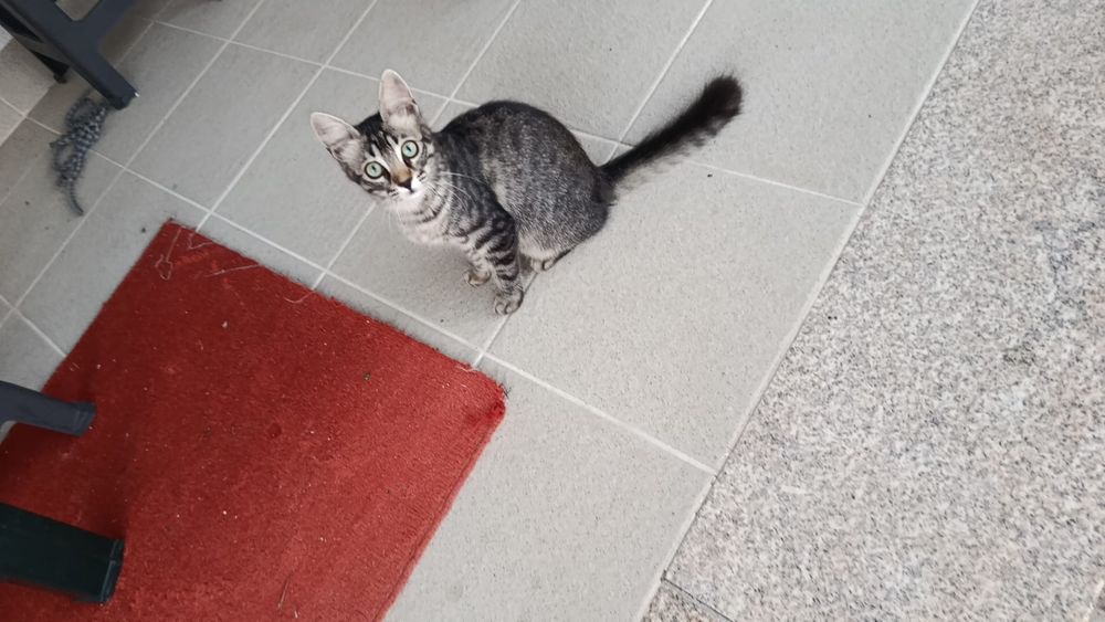 Gatas para adoção