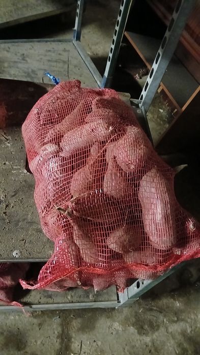 Vende-se batata -doce-polpa amarelada,