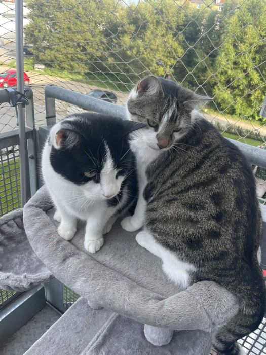 Rodzenstwo brat i siostra,dwupak do adopcji