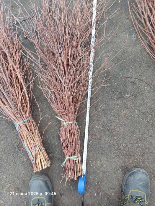 Віник березовий, мітла