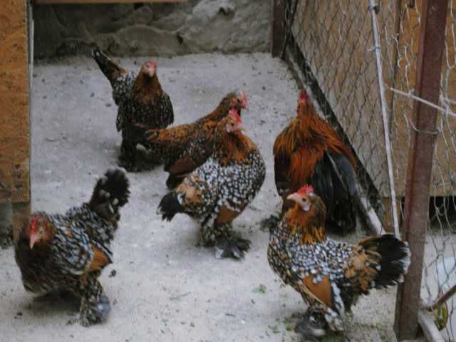 Мільфлер, яйце інкубаційне. Парцелян. Iзабелла. Колумбiя чорна