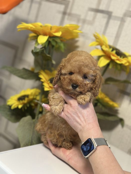 Мальтипу ф1 девочка