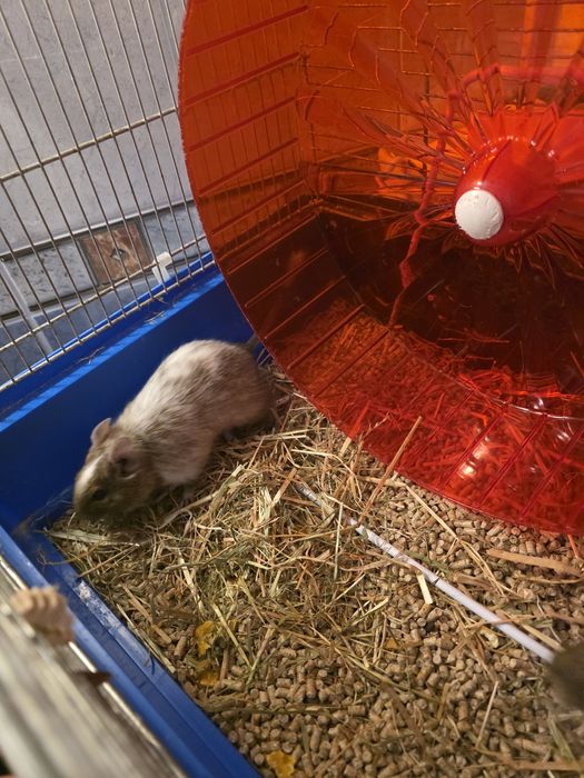 Koszatniczki plus klatka