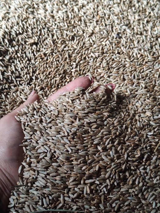 Sprzedam tegoroczne  żyto