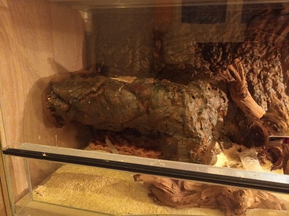 Wąż zbożowy amelanistic razem z terrarium