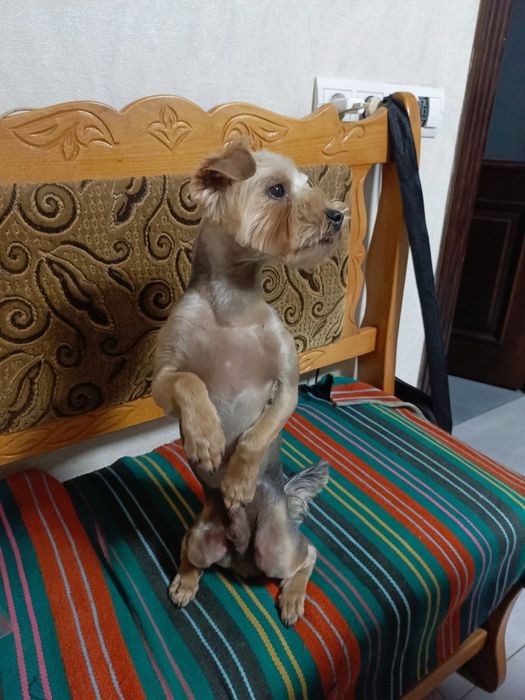 Йоркширський Терьер Запрошує подружку на В'язку