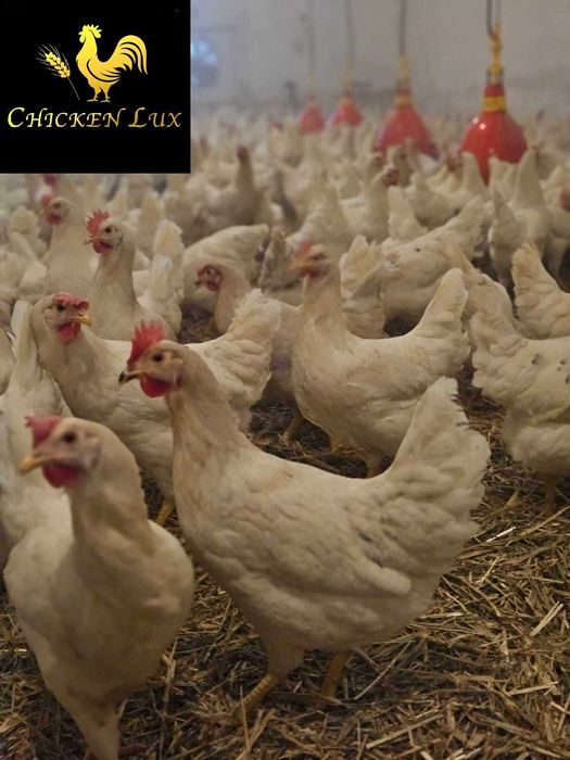 KURY NIOSKI młode kurki z jajkiem