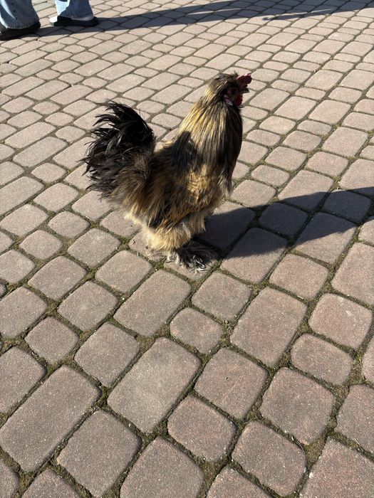 Sprzedam koguty rasy silka