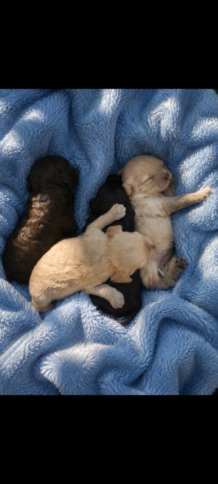 Cockapoo pudel toy ostatni chłopiec