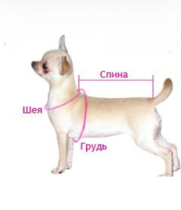 Одежда для собак, одяг для собак