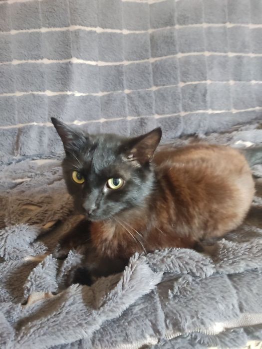 Отдам котика в хорошие руки