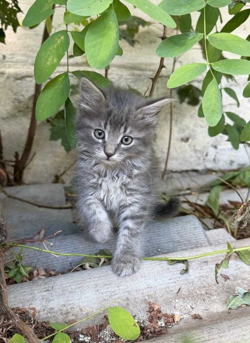 Кошенята 2 місяці