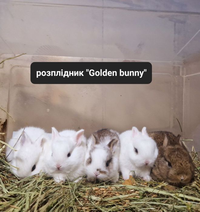 Гермеліни екстра класу з документами,щепленням та родоводом!!!