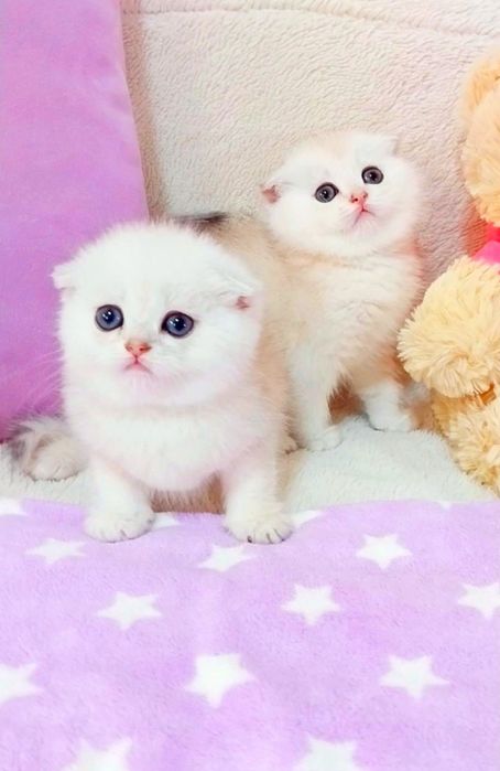 Біленькі плюшеві кошенята ведмежата чекають на свої сім'ї