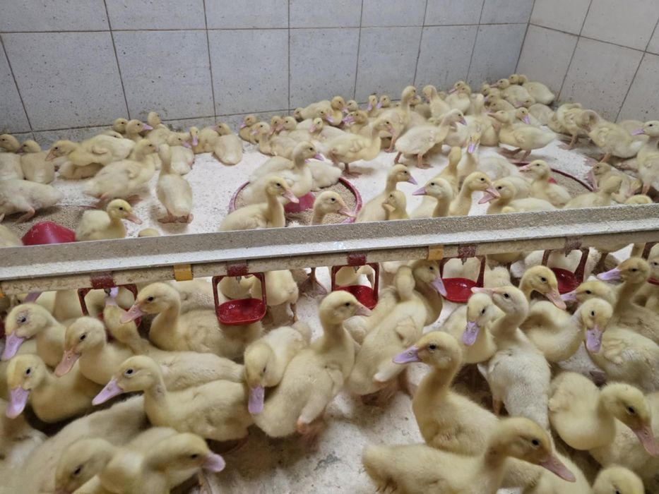 Kaczki Pekin maksimus ! Zapisy na koniec Stycznia! Dowóz do klient