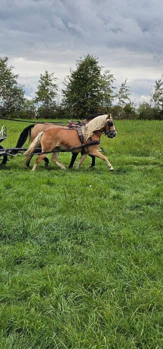 Klacz Haflinger Walka 4,5  roku