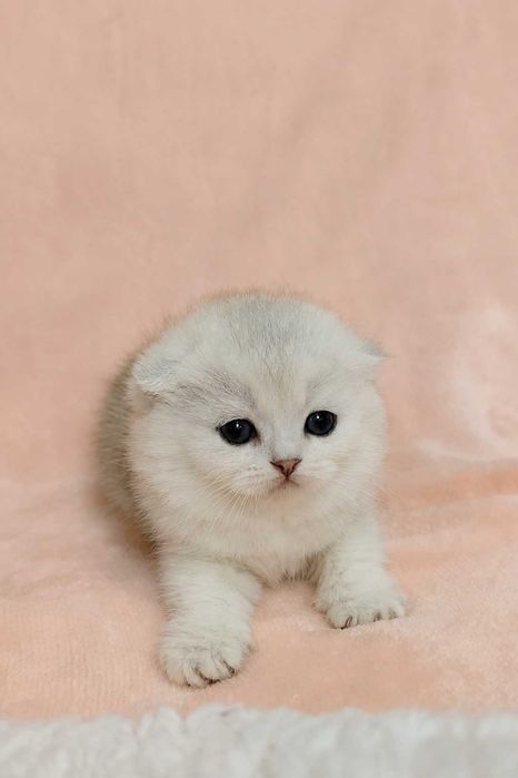 Gatinha Scottish Fold Silver