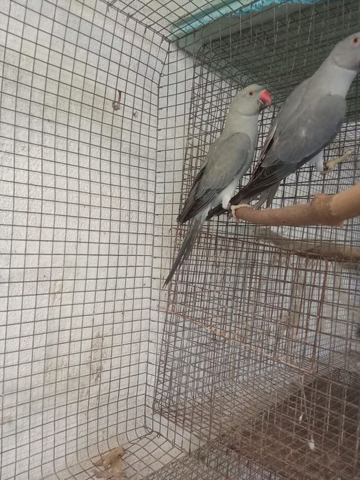 Ring necks e arantiga sol para criar à mão