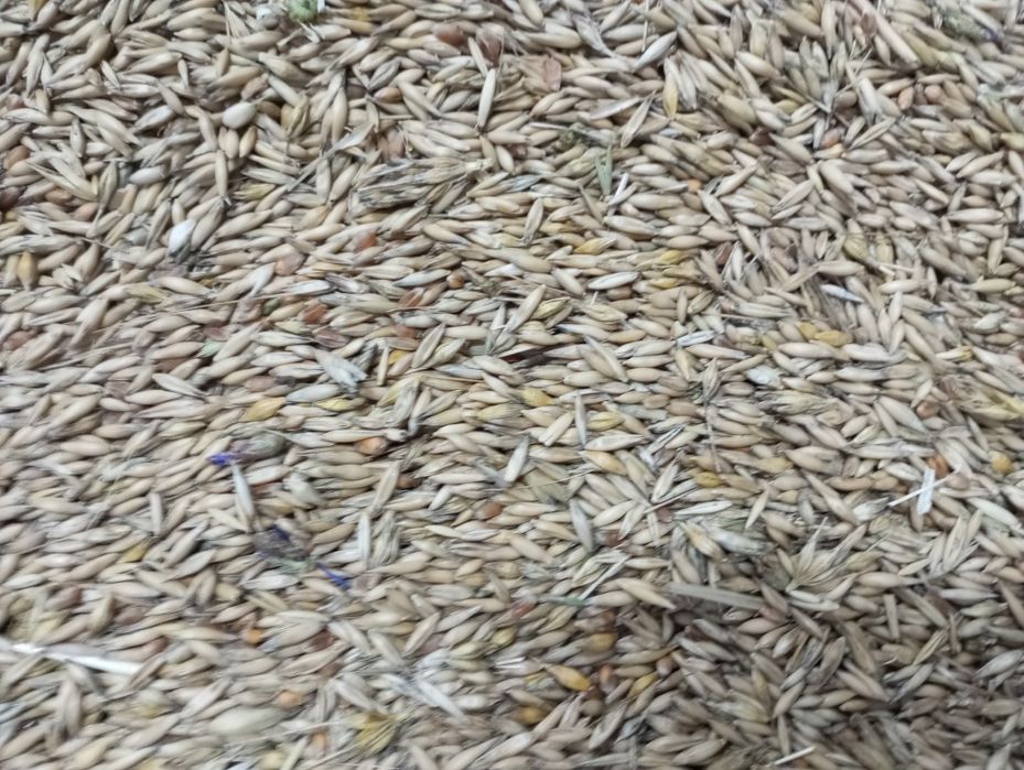 Mieszanka zbóż ozimych owies pszenica jeczmień