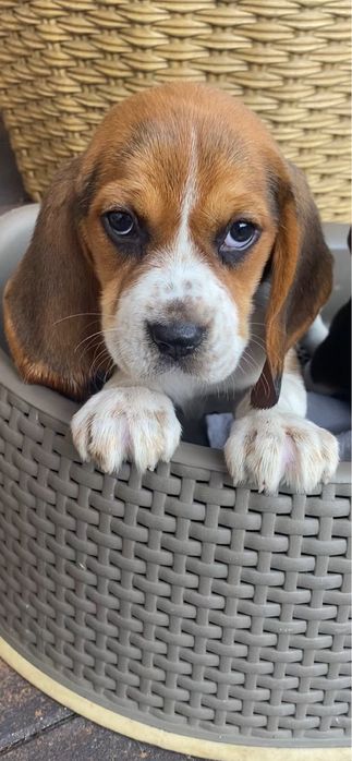 Beagle tricolir z rofowodem-wybitne!