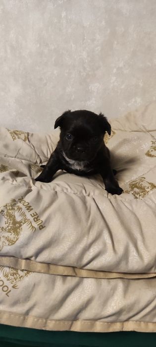 Щенки французького бульдога