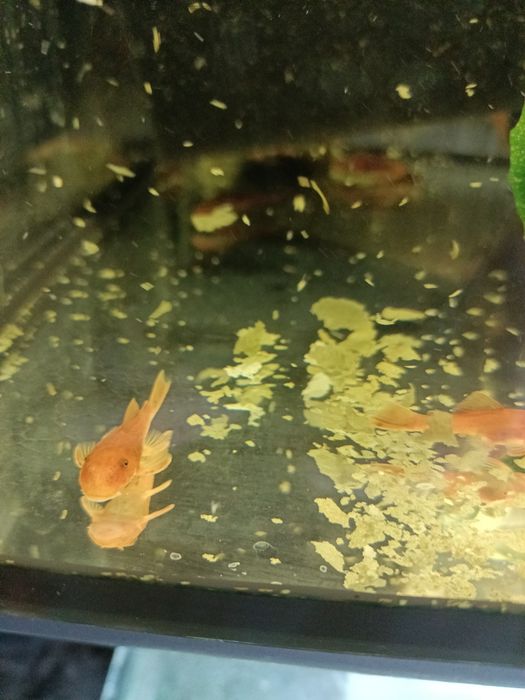 Ancistrus glonojad super red