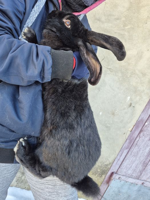 Продам кролі на плем'я