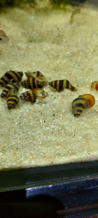 Caracol de água doce Helena